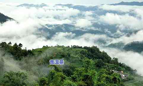 普洱茶八大名山-普洱茶八大名山名寨