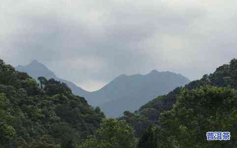 普洱茶八大名山-普洱茶八大名山名寨