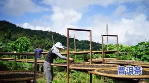 普洱茶八大名山-普洱茶八大名山名寨