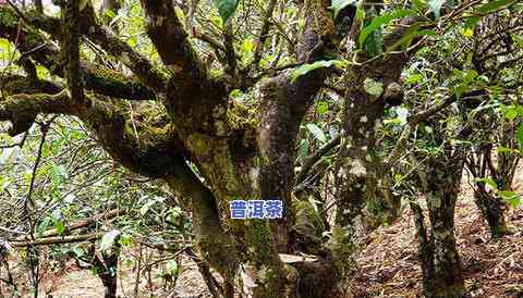 普洱茶古树排行前十-普洱茶古树排行前十名