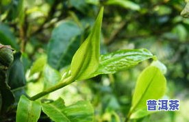 普洱千年古树茶价格及特点：究竟有何特别之处？