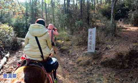 普洱茶马古道骑马多少钱-普洱茶马古道骑马多少钱一个人