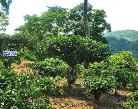 山东老树普洱茶产地在哪里-山东老树普洱茶产地在哪里啊