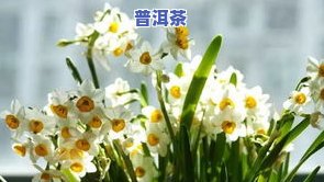 茶叶水浇什么花最合适养？从多方面解析适合使用茶叶水浇灌的花卉