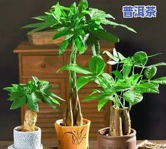 茶叶水浇什么花好？了解适合茶叶水灌溉的花草品种及其养护技巧