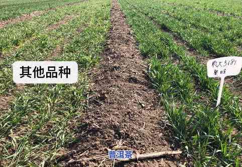 中茶普洱茶7581怎么样，全面解析：中茶普洱茶7581的品质、口感和收藏价值