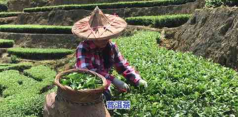 深入熟悉茶叶生长过程及周期：从种植到采摘的全过程解析与图片、视频展示，揭示茶叶生长规律