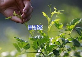 深入熟悉茶叶生长过程及周期：从种植到采摘的全过程解析与图片、视频展示，揭示茶叶生长规律