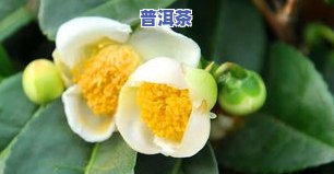 普洱茶开花的样子：图片、颜色全揭秘！