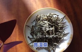 普洱茶叶做成的白茶：品种、制作工艺及口感解析