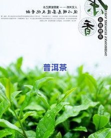 冰岛之春生茶价格及普洱茶、春茶价格表介绍