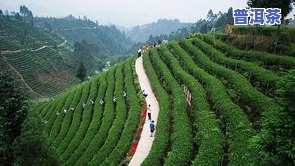 熟普洱茶怎么样泡好喝呢-熟普洱茶怎么样泡好喝呢视频