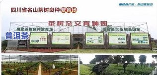 蒙顶山茶叶市场地址及进货信息全攻略