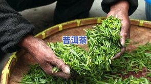 普洱茶竹筒：制作方法与品饮体验