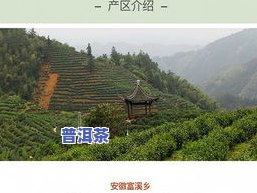 黄山富溪乡茶叶市场地址、电话及批发信息全览