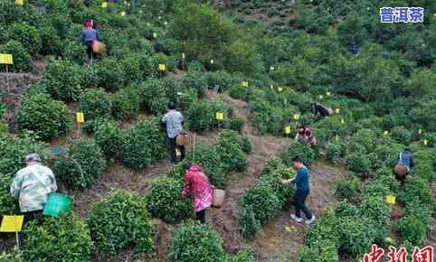 黄山富溪乡哪个村的茶叶更好？安徽黄山富溪村的茶叶品质更优，富溪乡茶厂是当地知名茶叶生产商，其产品在市场中销售良好。需要大量购买茶叶的话，可以考虑直接联系富溪村的茶园实施批发。