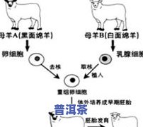 普洱茶头的形成原理图示视频教程：详细解析其形成过程