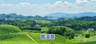 桐木关茶园：面积、平均海拔与绿茶制作方法全解析，附高清图片