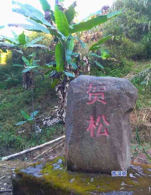 天门山普洱茶好喝吗怎么样-天门山普洱茶好喝吗怎么样啊