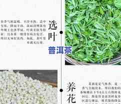 碧潭飘雪新茶何时上市？开花时间与上市时间的关系