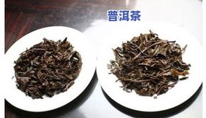 普洱茶随文-普洱文看茶