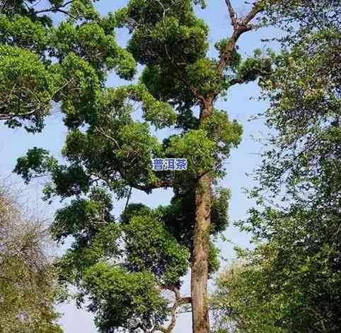 普洱茶根系-普洱茶根是什么