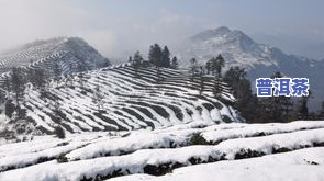 峨眉山茶叶场-峨眉山茶叶场在哪儿