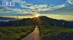 石门县茶叶场-石门县茶叶场在哪里