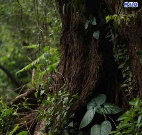 荒野森林普洱茶图片大全高清，深入探索野生茶林世界