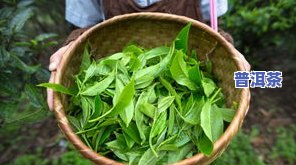 宾阳普洱茶-宜宾普洱茶