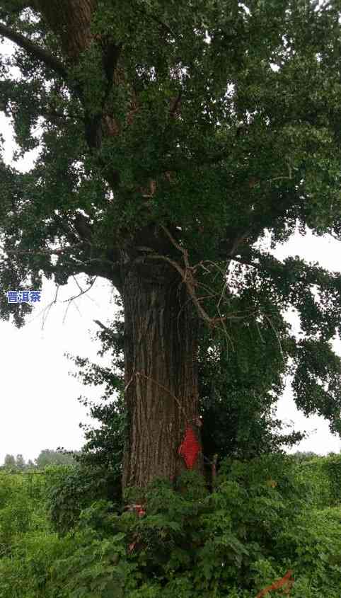 南宁市最老古树：探秘其历史与位置