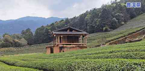 武夷山茶叶场-武夷山茶叶场在哪里