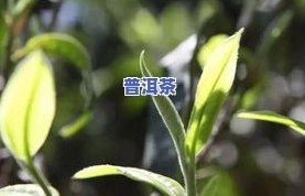 09年大叶陈香普洱茶-09年大叶陈香普洱茶价格表