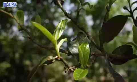 09年大叶陈香普洱茶-09年大叶陈香普洱茶价格表