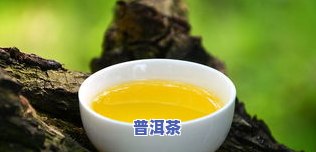 普洱茶籽油：功效、吃法及与山茶油比较