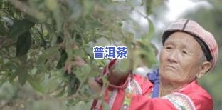 郭少华藏剑山庄的普洱茶品质怎样？是不是为正品？