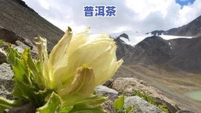 天山野生雪莲保质期：怎样延长其保存期限？