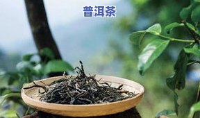 如何识别嫁接普洱茶的真假？普洱现在常使用的嫁接茶叶品种与识别方法的视频及图片