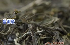 普洱茶四大产区的特点详解