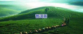 西双版纳古树普洱茶：产区、种植面积及价格全解析