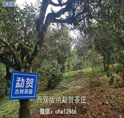 西双版纳古树普洱茶：产区、种植面积及价格全解析