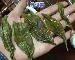 冰岛古树茶属于普洱茶吗-冰岛古树茶属于普洱茶吗