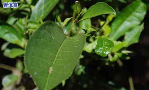 勿忘我花和普洱茶搭配-勿忘我花茶和什么搭配