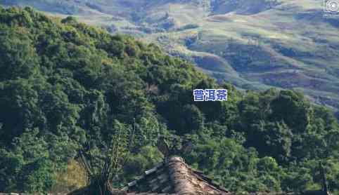 普洱茶五大名山-普洱茶五大名山哪五著名山