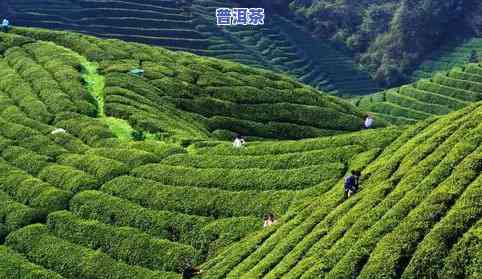 黎平更好的茶叶-黎平更好的茶叶是哪个