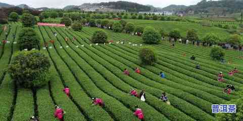 六盘水茶叶场-六盘水茶叶场在哪里