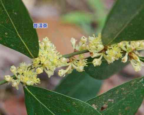 普洱茶树茶花：功效、禁忌与作用全解析