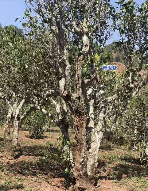 探究普洱茶树：品种、图片与王者