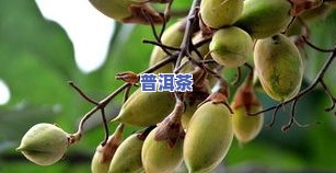 普洱茶树长什么样？了解其形态特征及图片展示