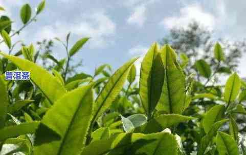 普洱茶古树茶：高清图片与详细价格，来自高黎贡山和云南的精选优质茶叶